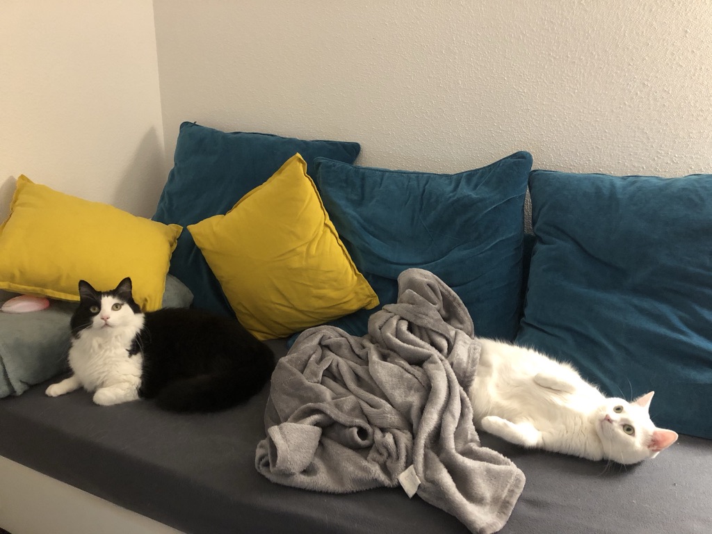 Le confinement 2, ne dérange pas les chats à ce que je vois ! Le confinement 2, ne dérange pas les chats à ce que je vois !
