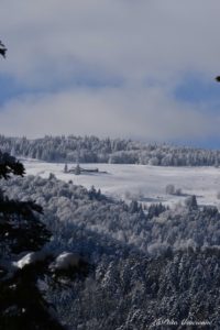Photo réalisée dans la vallée de Murbach - En montant vers les ruines du Hohrupf - Janvier 2021 - Cendrine Miesch dite LaPtiteAlsacienne