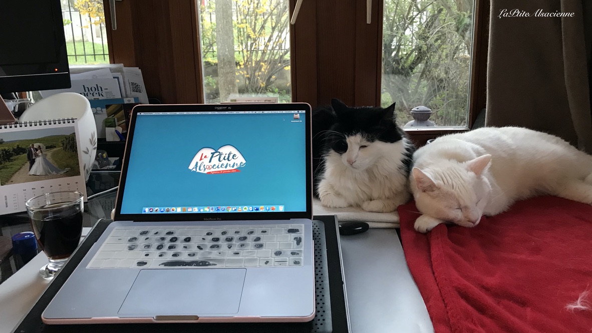 Prince Igor et Ebène sur le bureau de LaPtiteAlsacienne. Photo by Cendrine Miesch