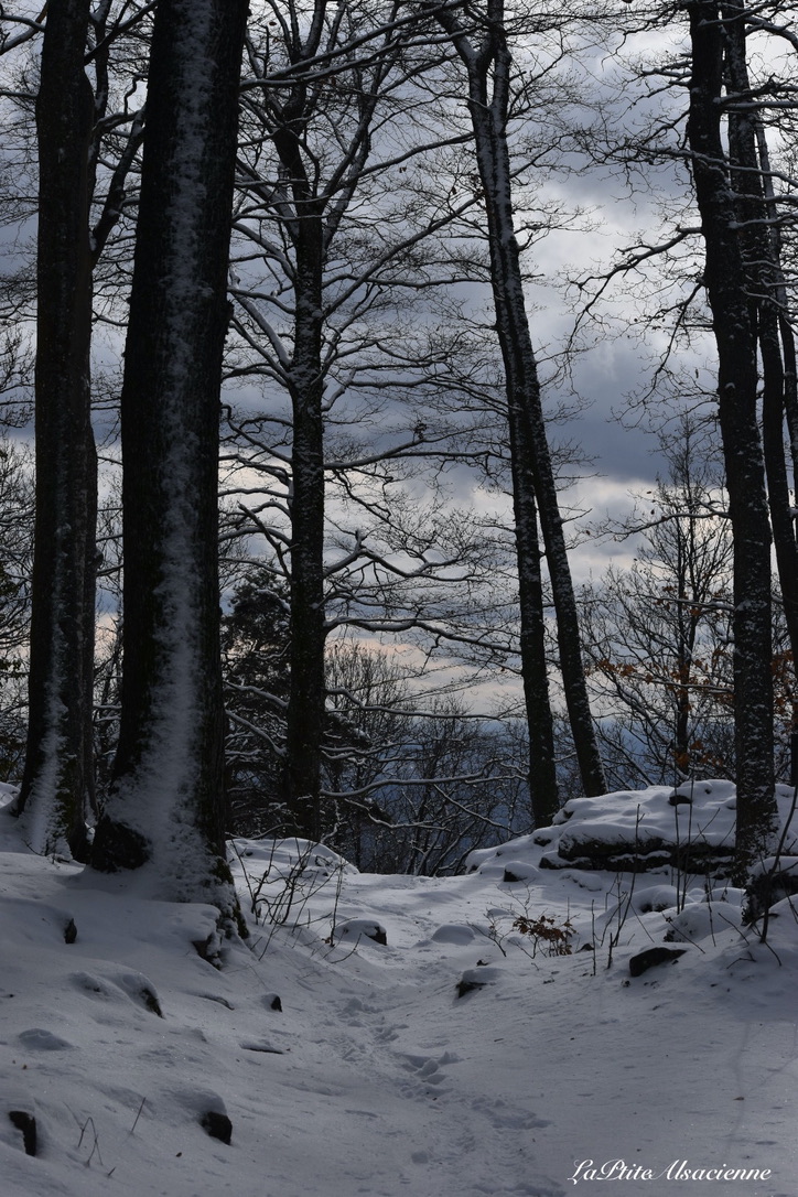 Chemin vers les ruines de l'OEdenburg à côté du château du Haut Koenigsbourg - Janvier 2021 - Photo by Cendrine Miesch dite LaPtiteAlsacienne