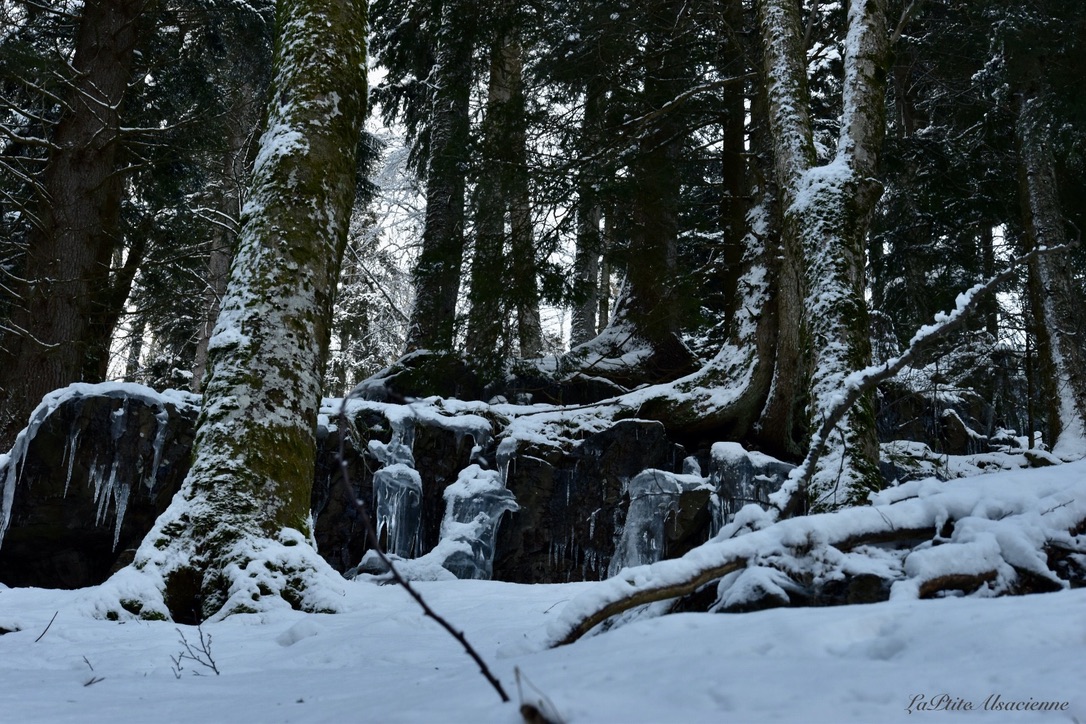 De la glace, de la roche, des arbres et de la neige. Montée de la Cascade du Seebach avant d'arriver au Lac du Ballon. Photo by Cendrine Miesch - LaPtiteAlsacienne