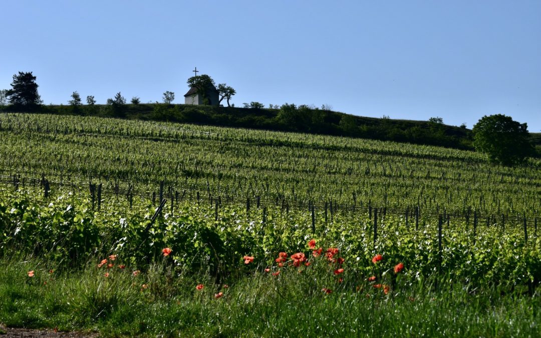 Chapelle du Bollenberg vue du bas du vignoble de Orschwihr - Photo by LaPtiteAlsacienne Cendrine Miesch