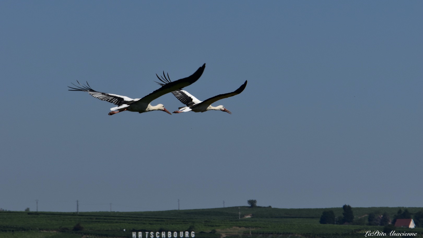 Savoir s'arrêter et photographier les cigognes présentes en Alsace en saison estivale - Photo by Cendrine Miesch dite LaPtiteAlsacienne