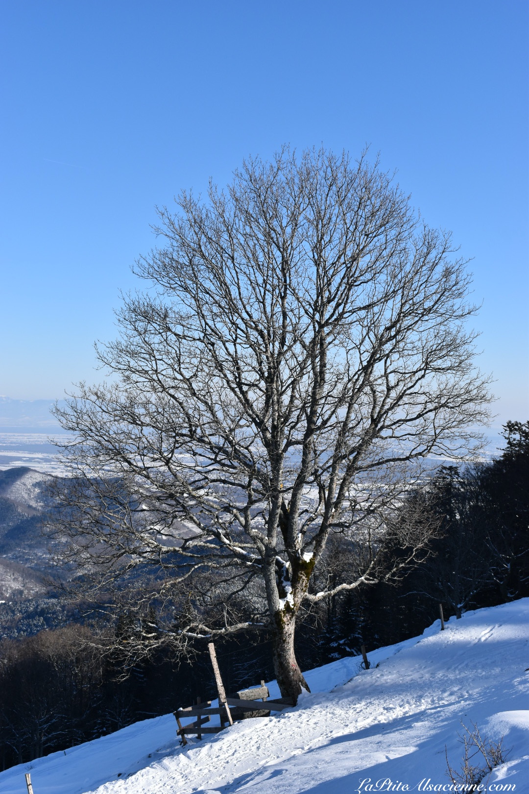 Arbre dans la descente du Thannerhubel par Cendrine Miesch dite LaPtiteAlsacienne