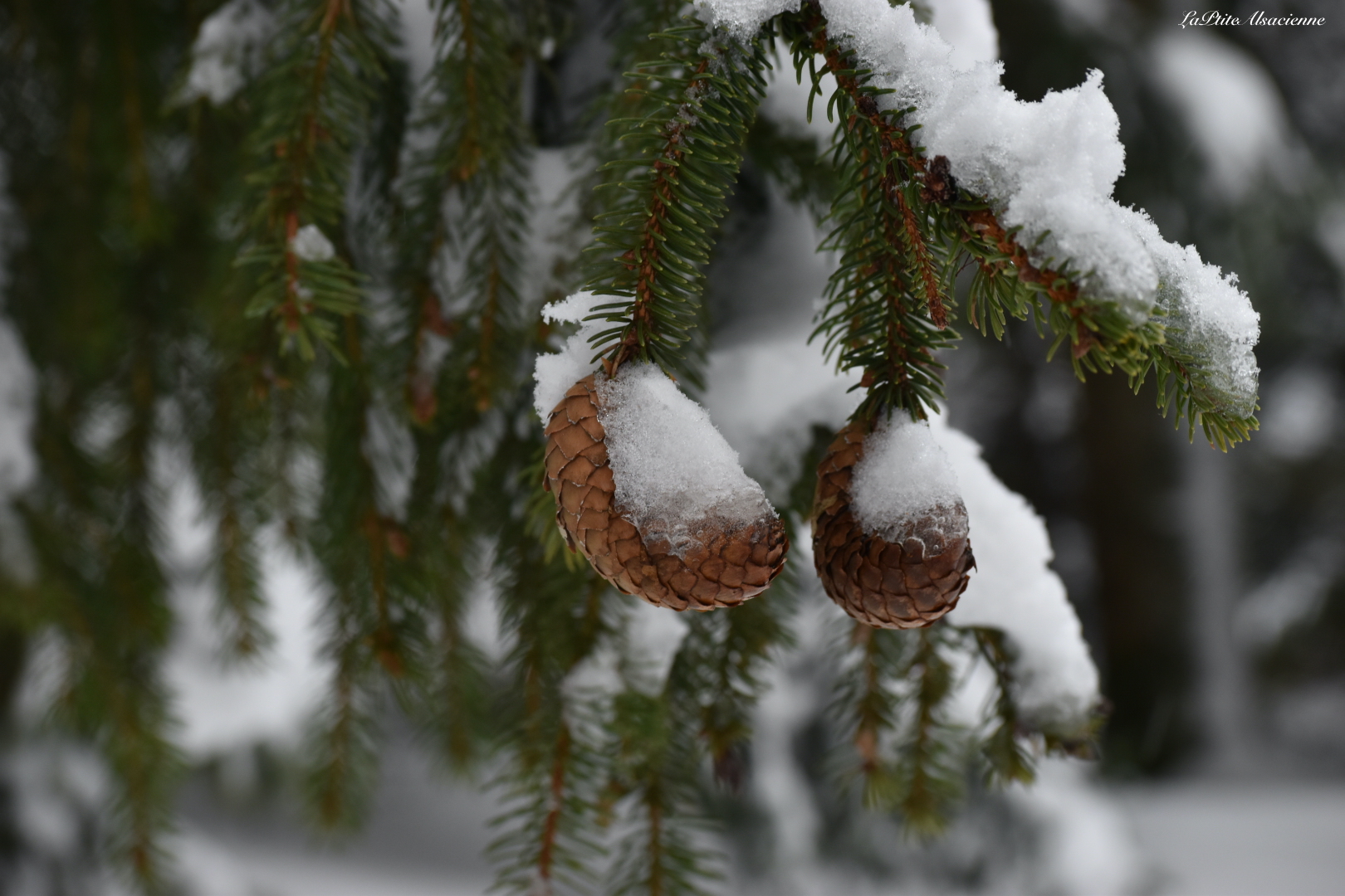 pommes de pins recroqueville sous le froid de la neige