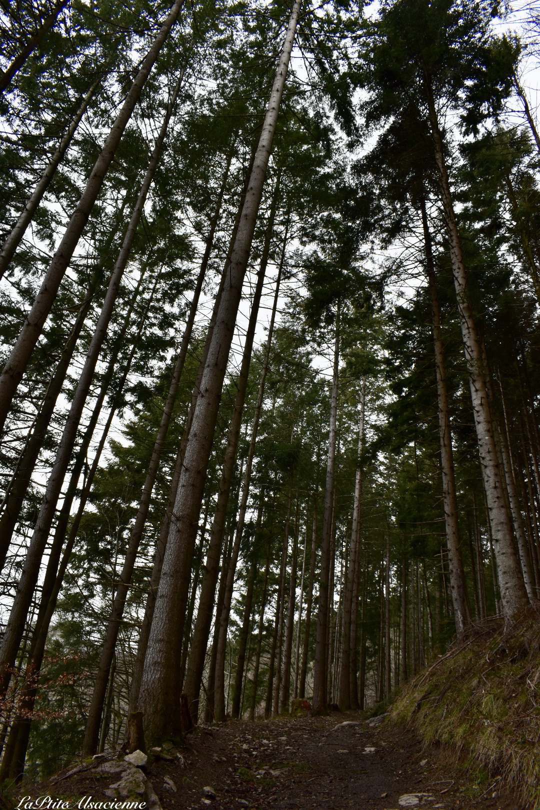 vers chemin de croix abbaye murbach