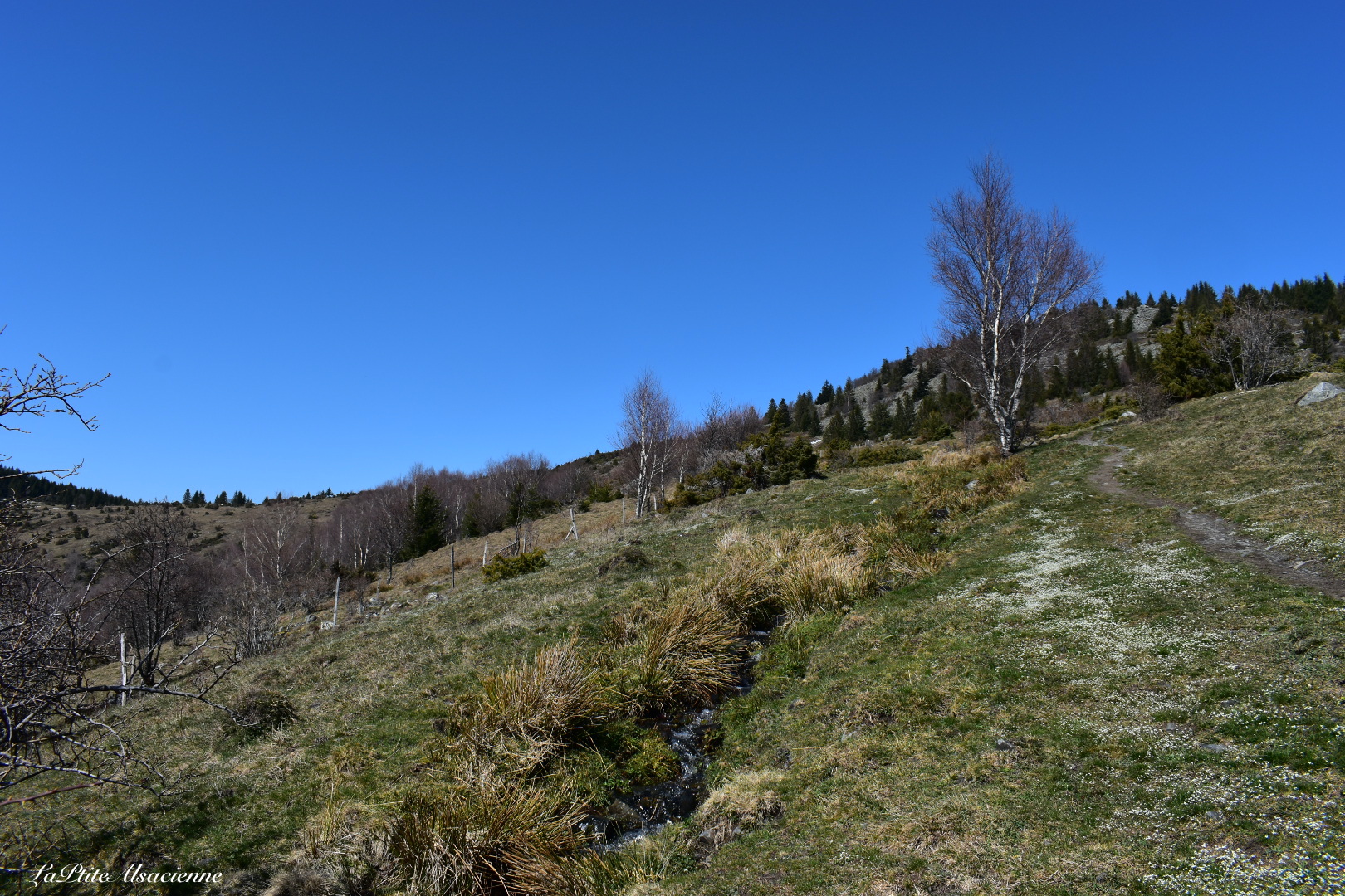 Sentier montant du Hilsen vers le Bockwasen pour ensuite monter au Petit Ballon