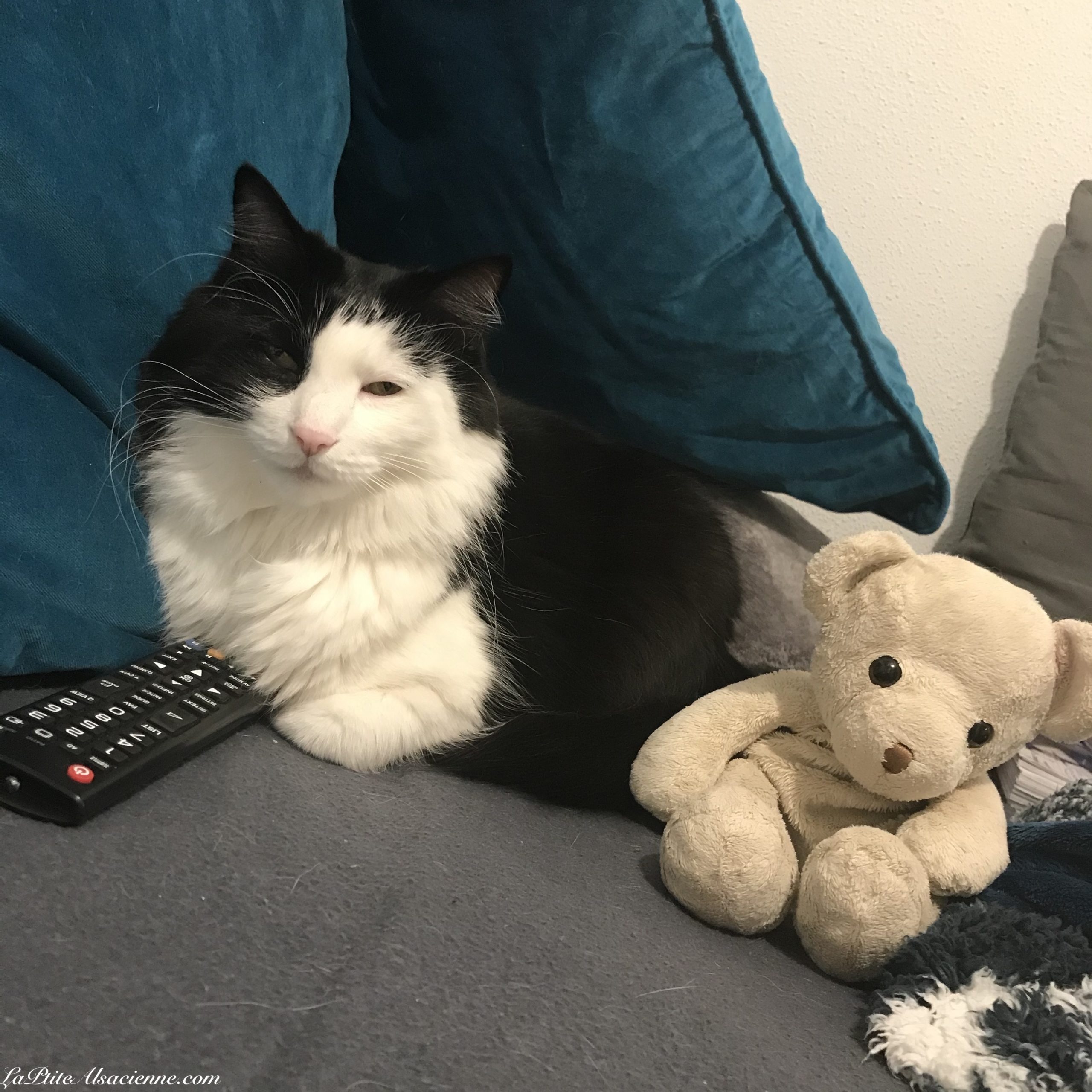 Doudou Sans Nom regarde la télé avec Prince Igor le chat de la maison