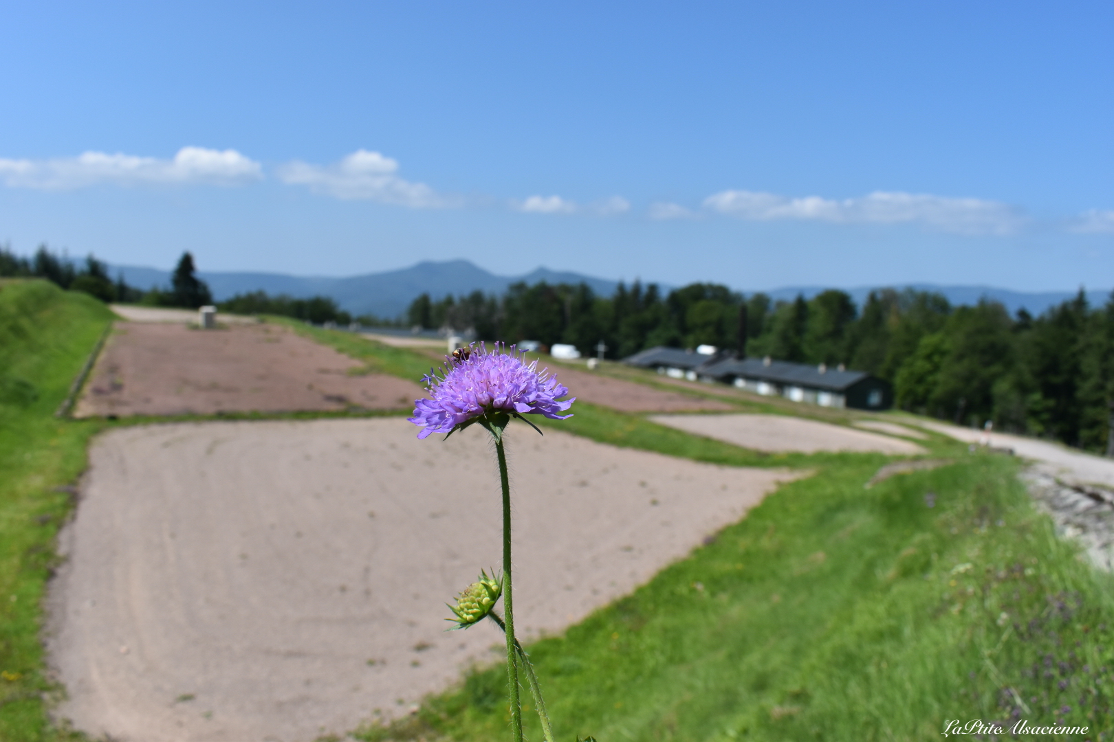 Même si l'histoire est terrible, nous renaitrons de nos cendres. Cette fleur nous prouve bien que la vie revient ! Photo de Cendrine Miesch au camp du Struthof.