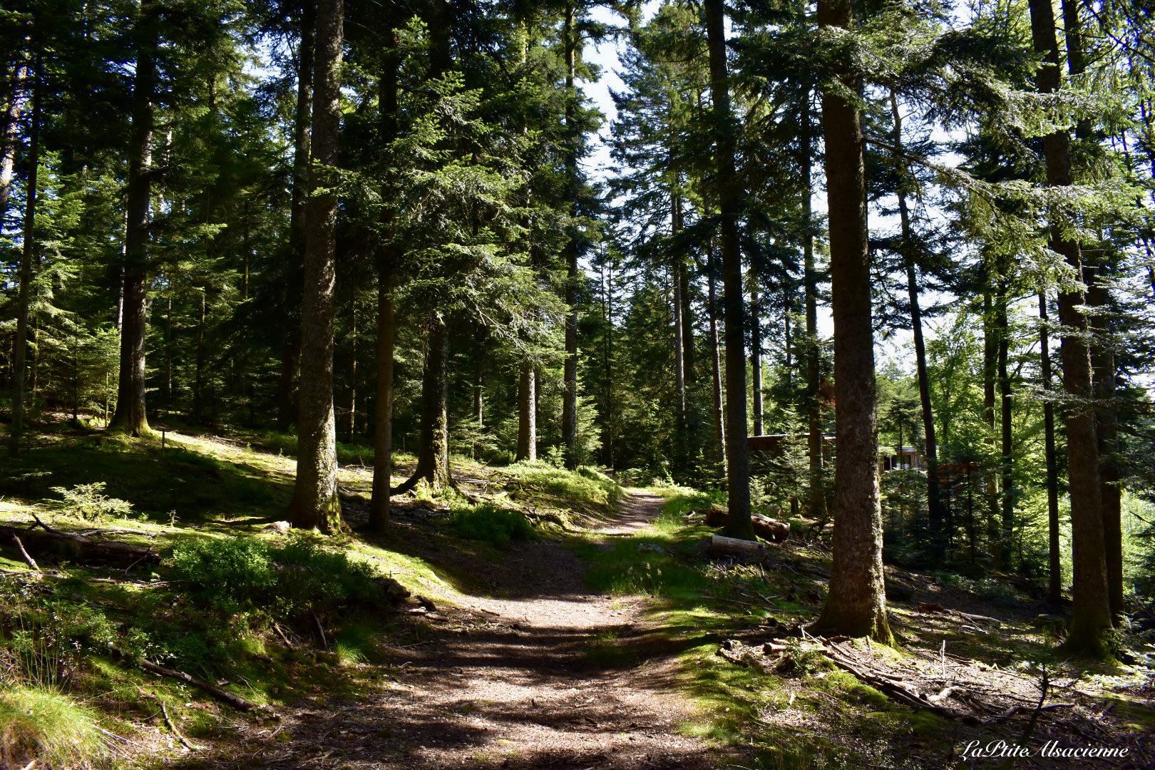 La forêt communale d'Herpelmont à Champdray, lieu où les Nids des Vosges sont installés. Photo de Cendrine Miesch dite LaPtiteAlsacienne