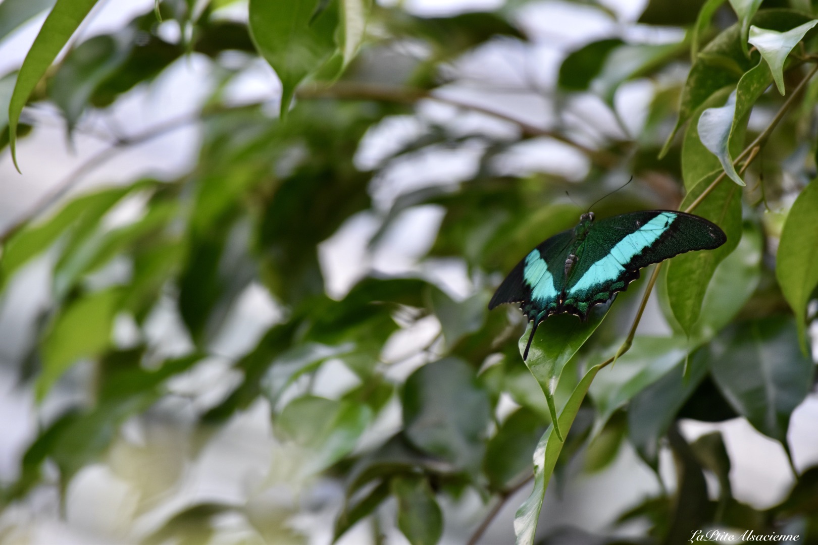 Jardin des Papillons à Hunawihr proche de Ribeauvillé - Photo de Cendrine Miesch