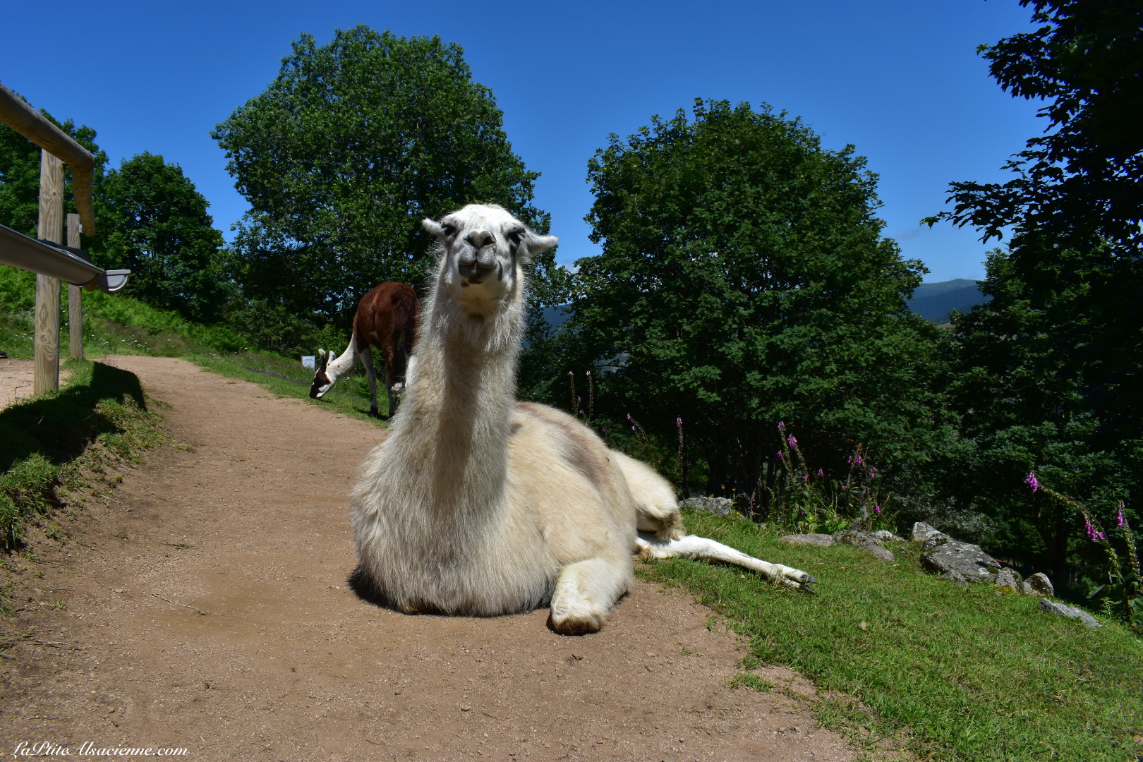 Oui, je suis installé au milieu du chemin ! Et alors ! - Montagne des Lamas à La Bresse - Photo de Cendrine Miesch dite LaPtiteAlsacienne