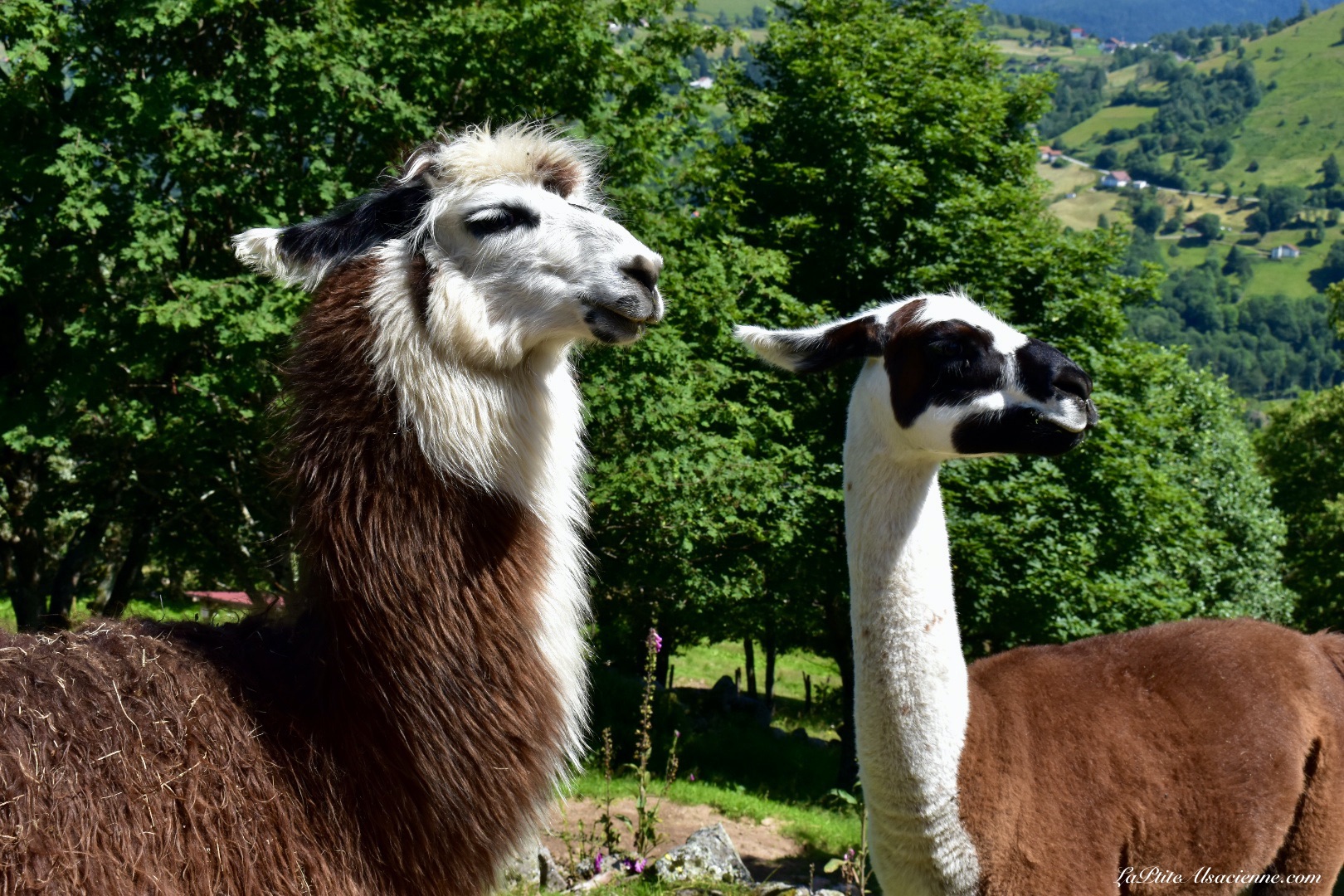 Comment ça, on vient de se cracher dessus ? Même pas vrai ! - Montagne des Lamas à La Bresse (La couchetat) Photo de Cendrine Miesch dite LaPtiteAlsacienne