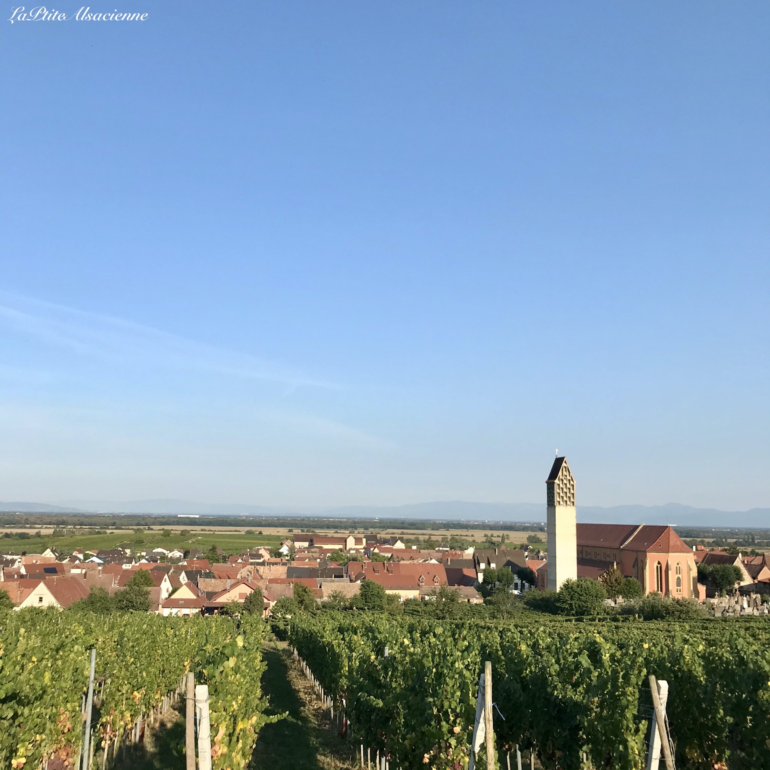 Vue sur Pfaffenheim depuis le vignoble - Photo par Cendrine Miesch 2020