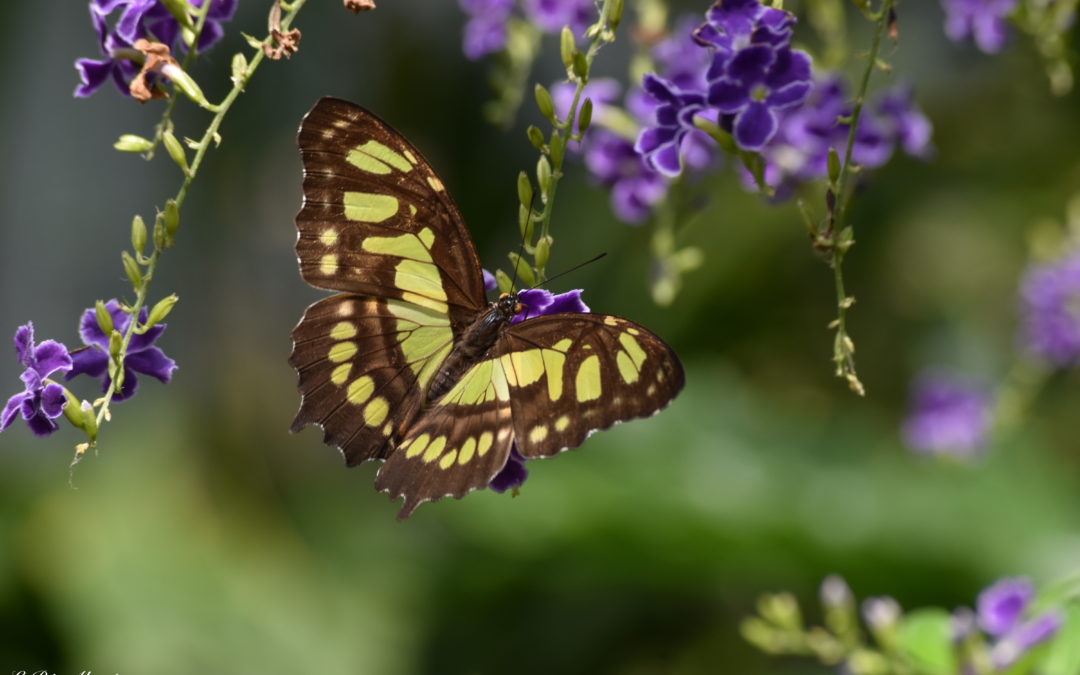Jardin aux papillons - Hunawihr - Photo de Cendrine Miesch (2020)