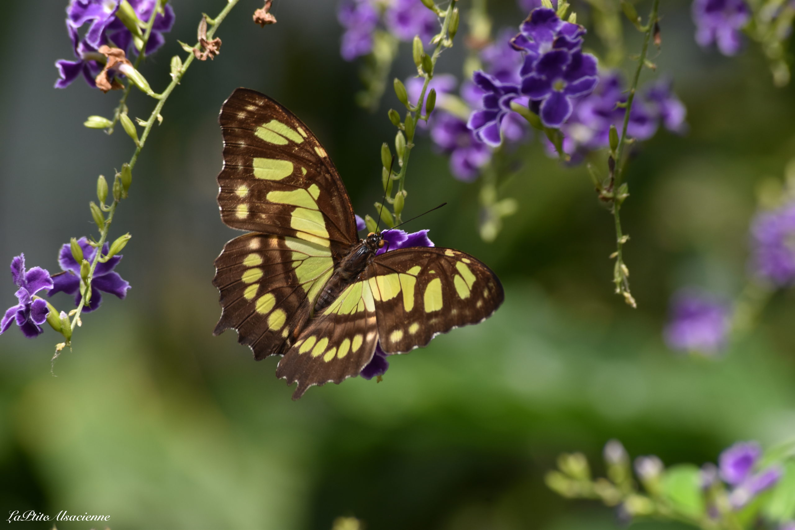 Jardin aux papillons - Hunawihr - Photo de Cendrine Miesch (2020)