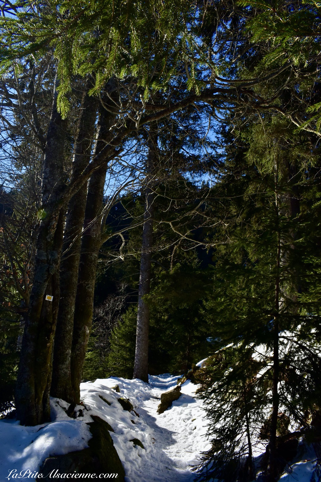 Randonnée en Direction le sentier Cornélius pour se rendre au Lac Noir depuis le Lac Blanc - Sous le soleil, nous marchions dans de la neige glacée. Photo Cendrine Miesch le 19 décembre 2021