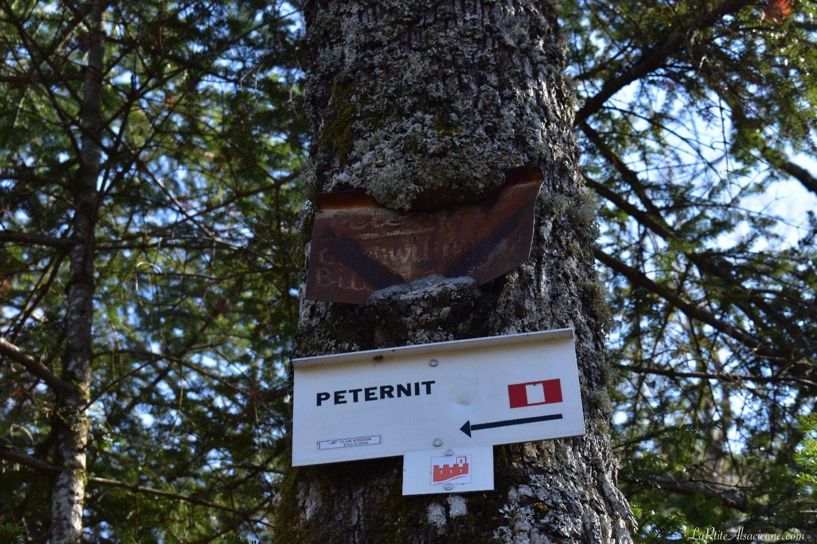 En route pour le Peternit. L'arbre aime le fer, faut croire... Photo de Cendrine Miesch pour le blog de LaPtiteAlsacienne
