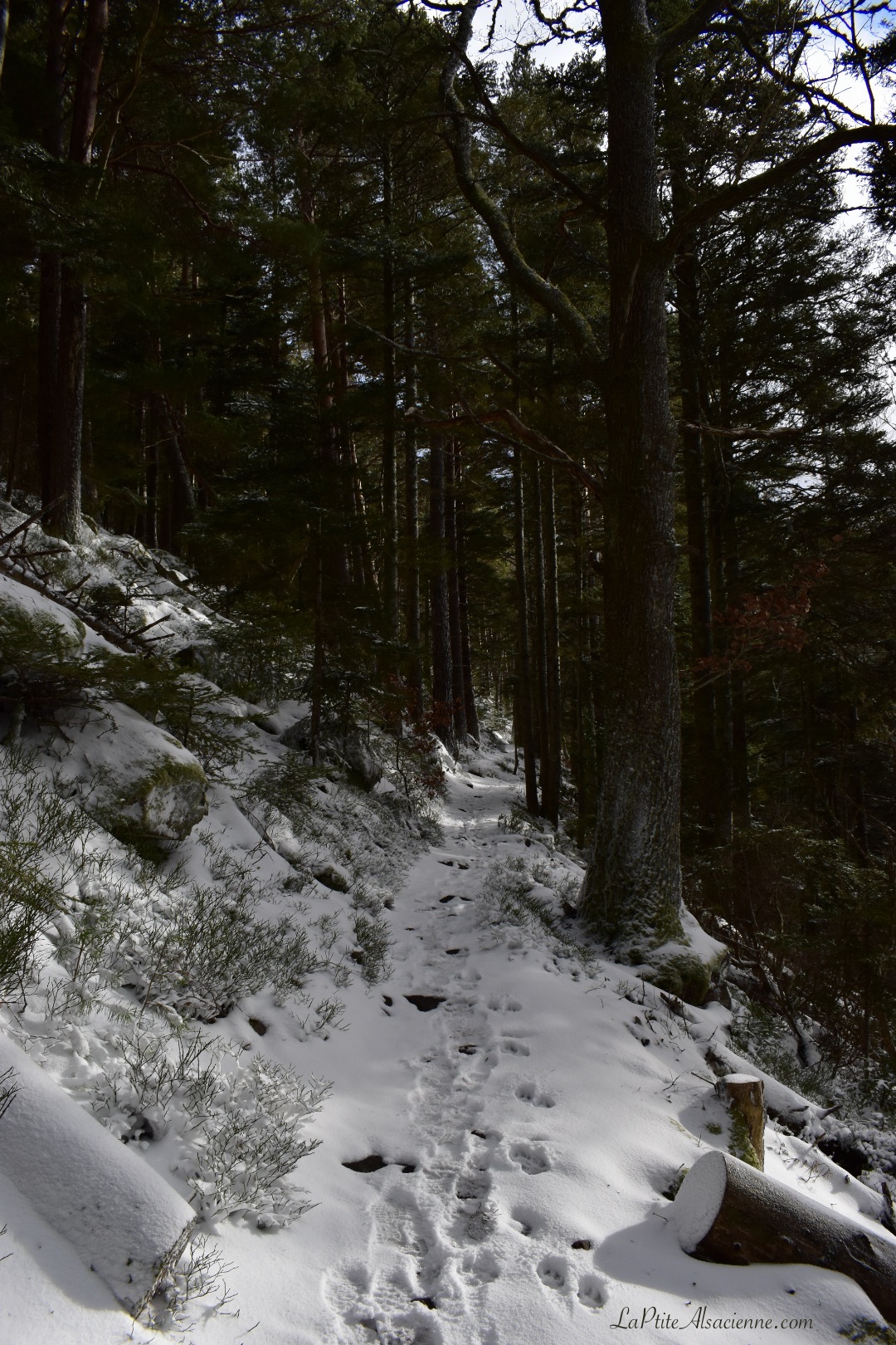 Montée du Taennchel - Vers la Paix d'Udine, premier rocher de toute une série. Sentier sous la neige. Photo de Cendrine Miesch dite LaPtiteAlsacienne