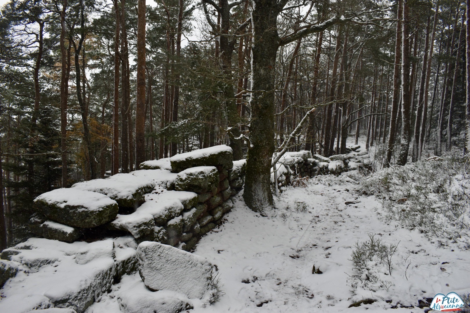 Mur Paien Mont Sainte Odile sous la neige - Photo Cendrine Miesch