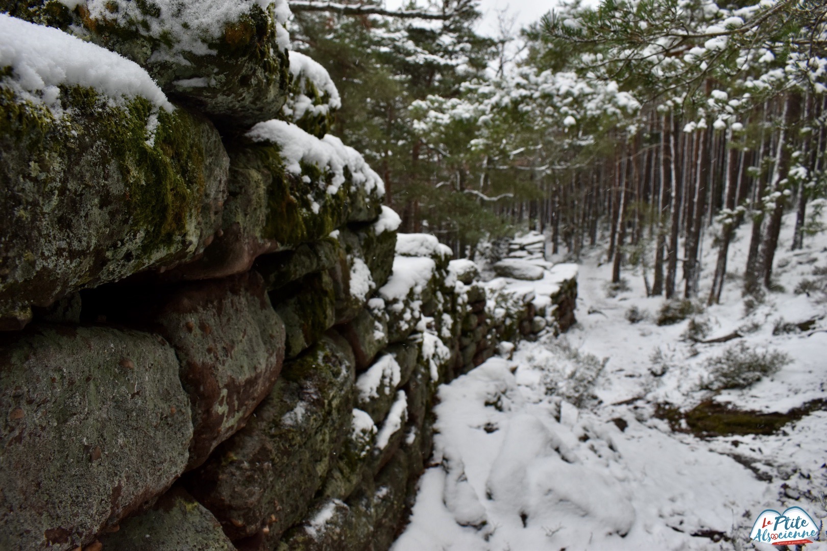 Mur Païen Mont Sainte Odile sous la neige - Photo Cendrine Miesch