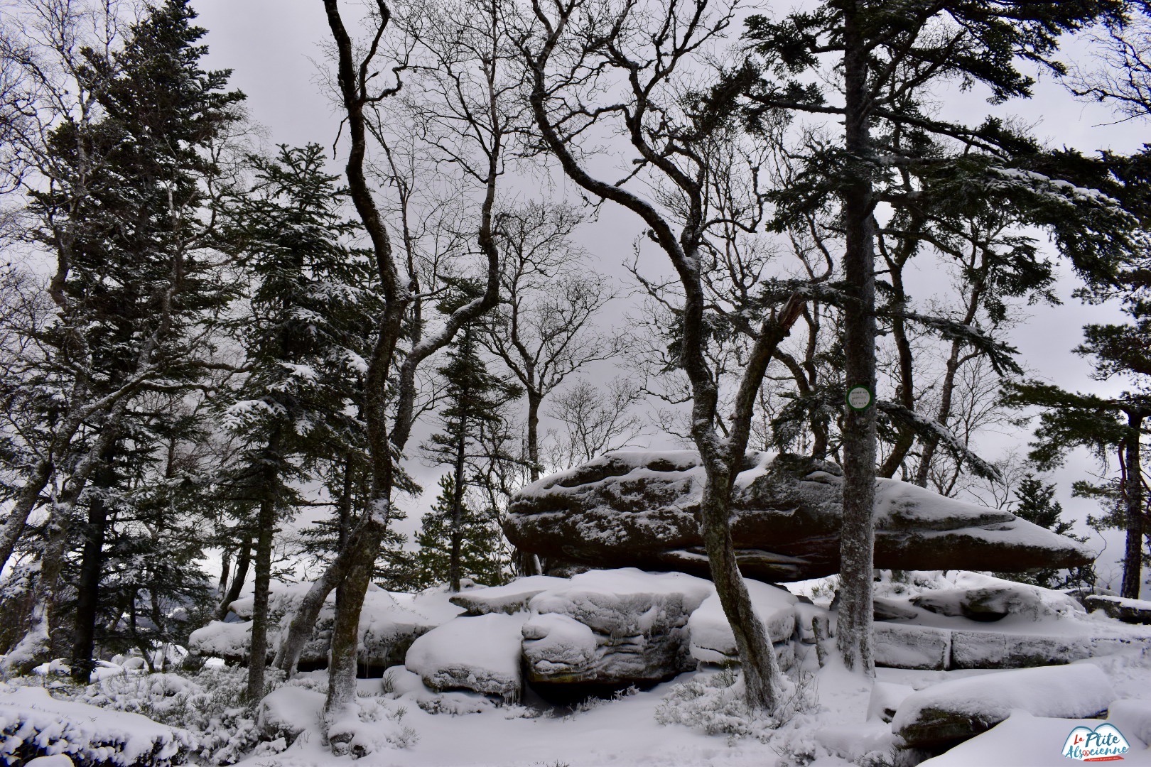 Rocher des reptiles sous la neige - Taennchel Thannenkirch