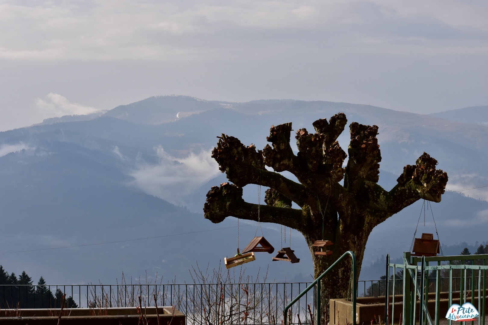 Vue du jardin sur les montagnes au centre communautaire du Hohrodberg - Photo de Cendrine Miesch