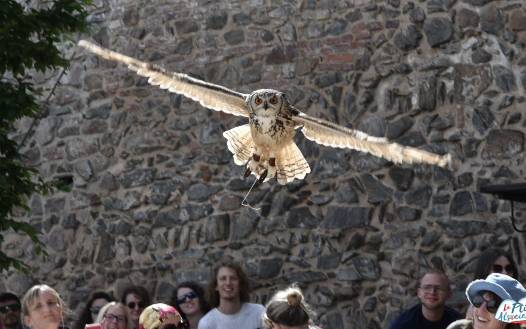 Visite à la Volerie des Aigles en famille (Kintzheim-Alsace)