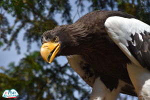 Pygargue de Steller - oiseau majestueux - Photo à la Volerie des aigles à Kintzheim par Cendrine Diemunsch dite LaPtiteAlsacienne