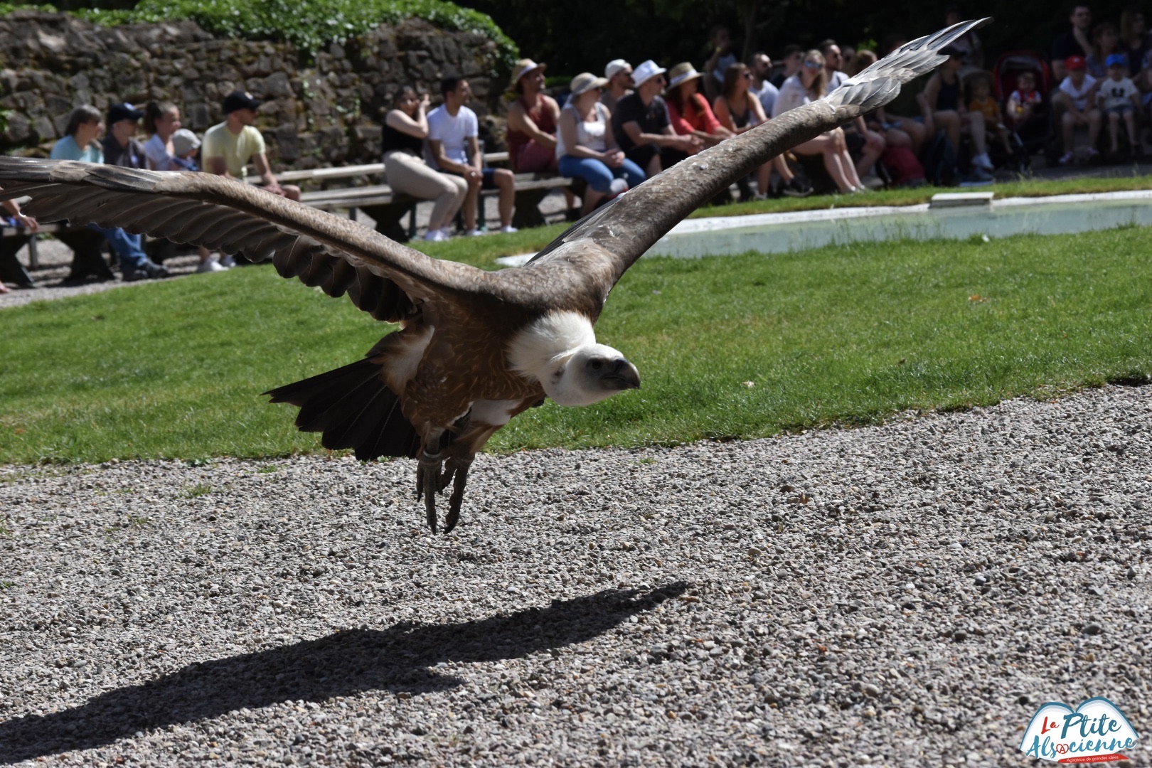 Le vautour Fauve - Photo de Cendrine Miesch dite LaPtiteAlsacienne - dans la cour du Château de Kintzheim le spectacle de la volerie des aigles