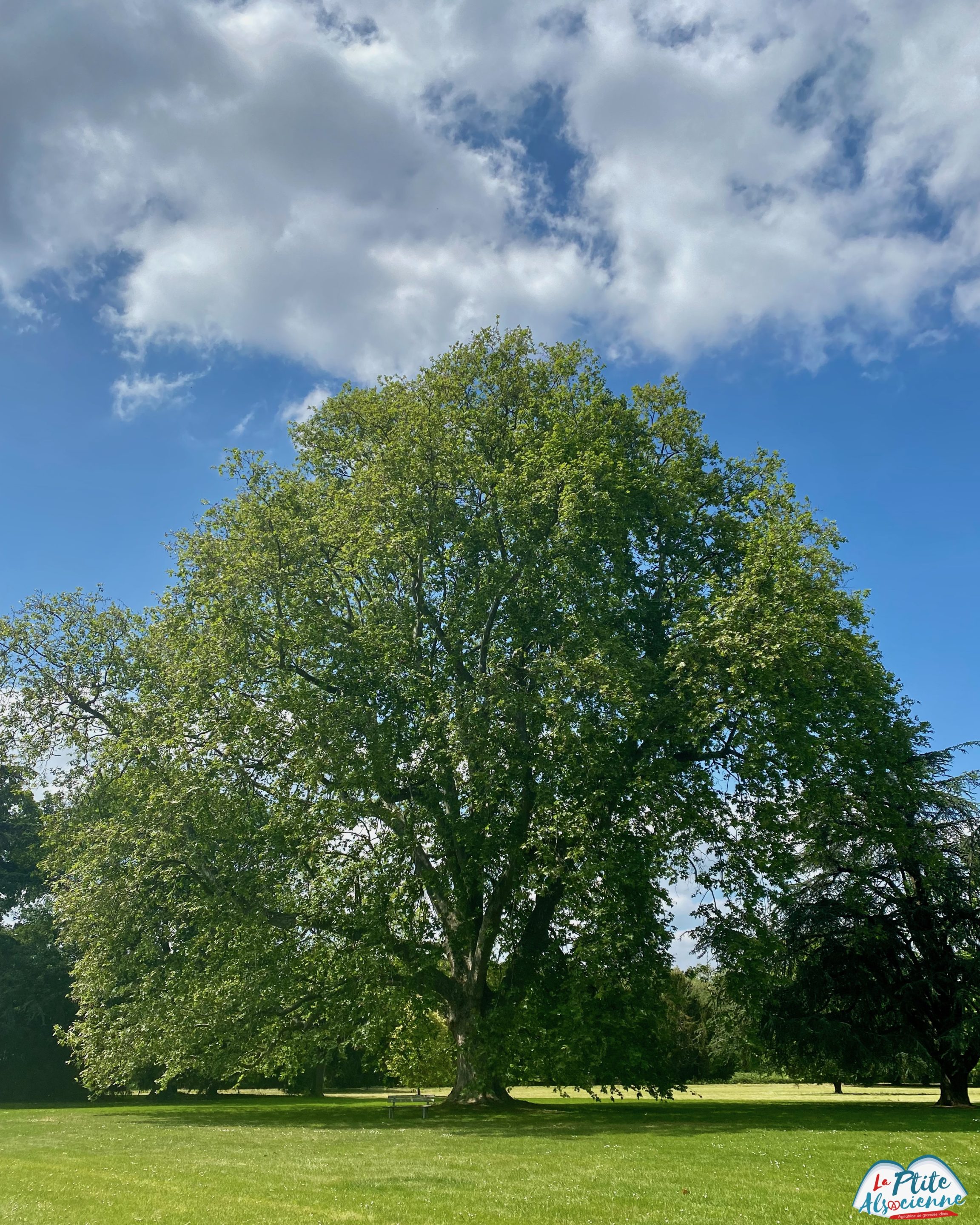 Platane géant du parc de Schoppenwihr, arbre remarquable. Colmar Houssen Alsace.