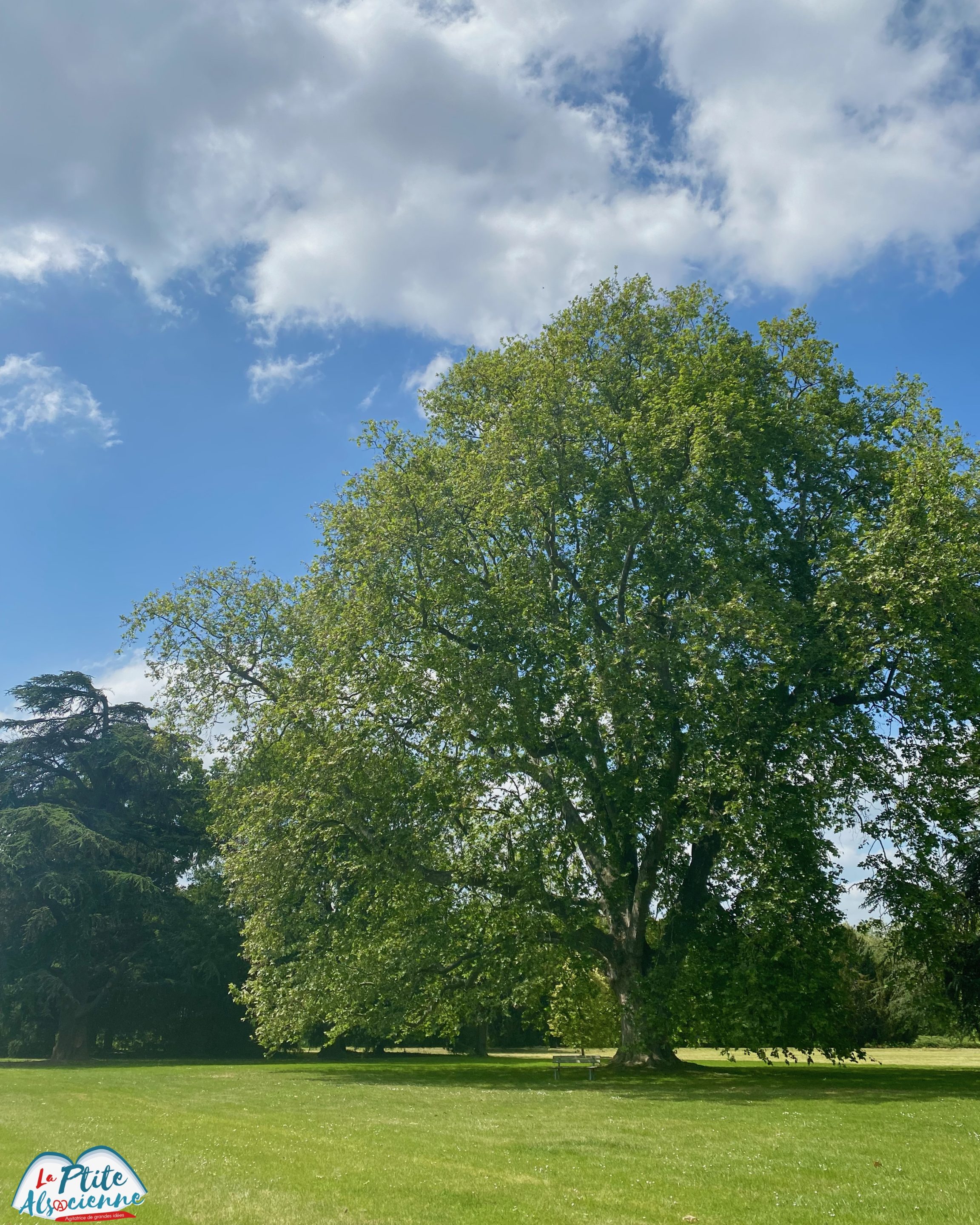 Platane géant, arbre remarquable, parc de Schoppenwihr à côté de Houssen et Colmar