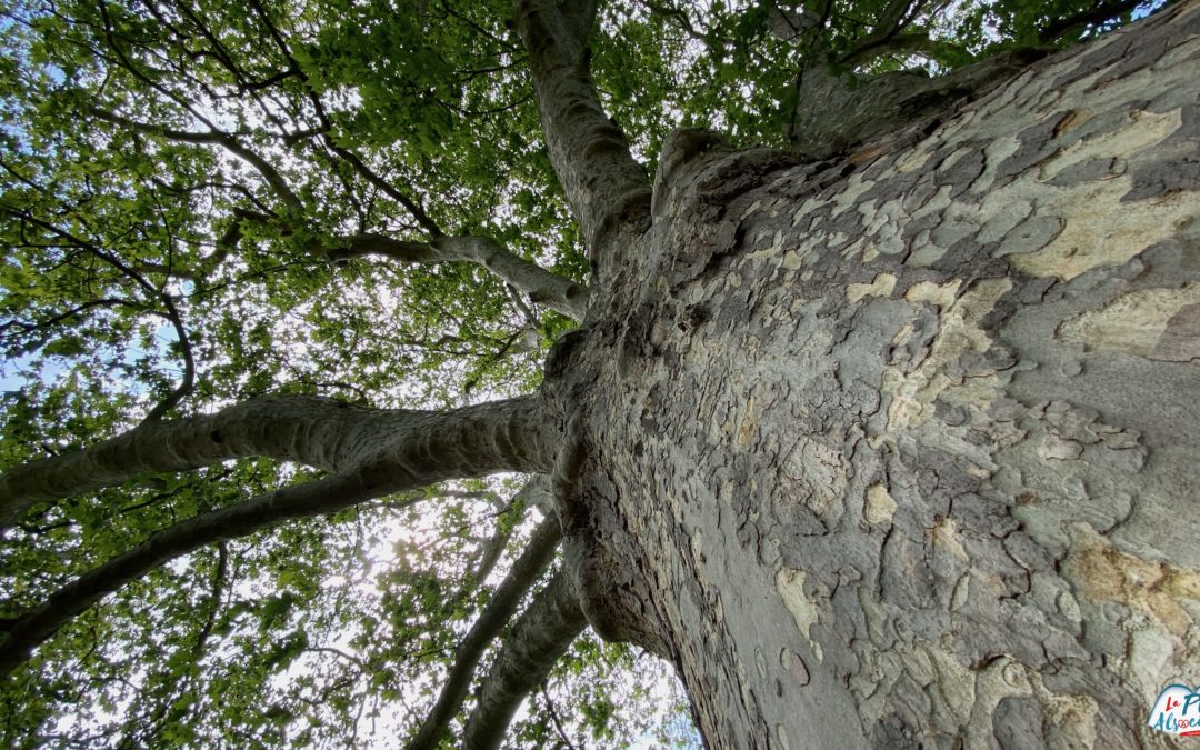 A l’ombre du Platane Géant (Parc de Schoppenwihr)