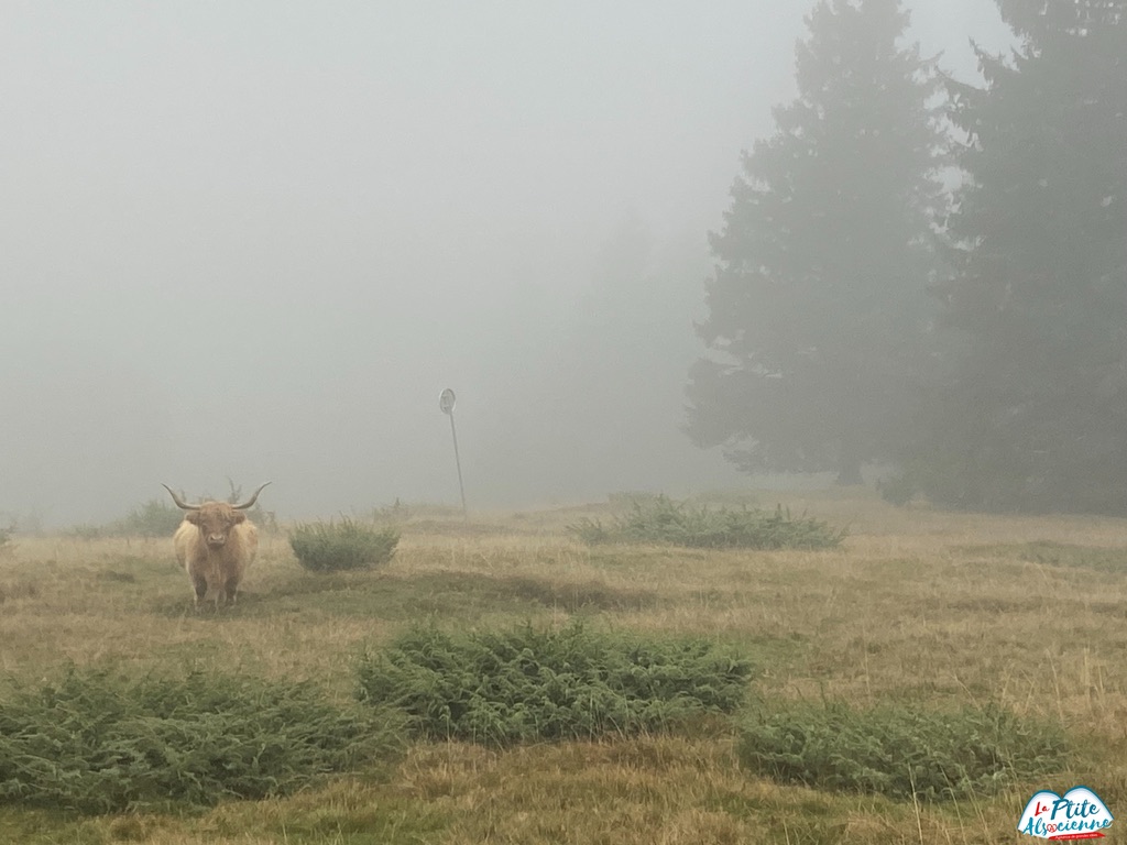 Sentiers de randonnée à l'automne, où le brouillard se mêle à la pluie, jolie rencontre avec ce taureau non loin du Steinlebach Sentiers de randonnée à l'automne, où le brouillard se mêle à la pluie, jolie rencontre avec ce taureau non loin du Steinlebach