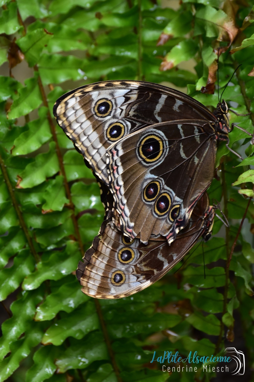 Couple morphos bleus accouplement jardin des papillons hunawihr Couple morphos bleus accouplement jardin des papillons hunawihr