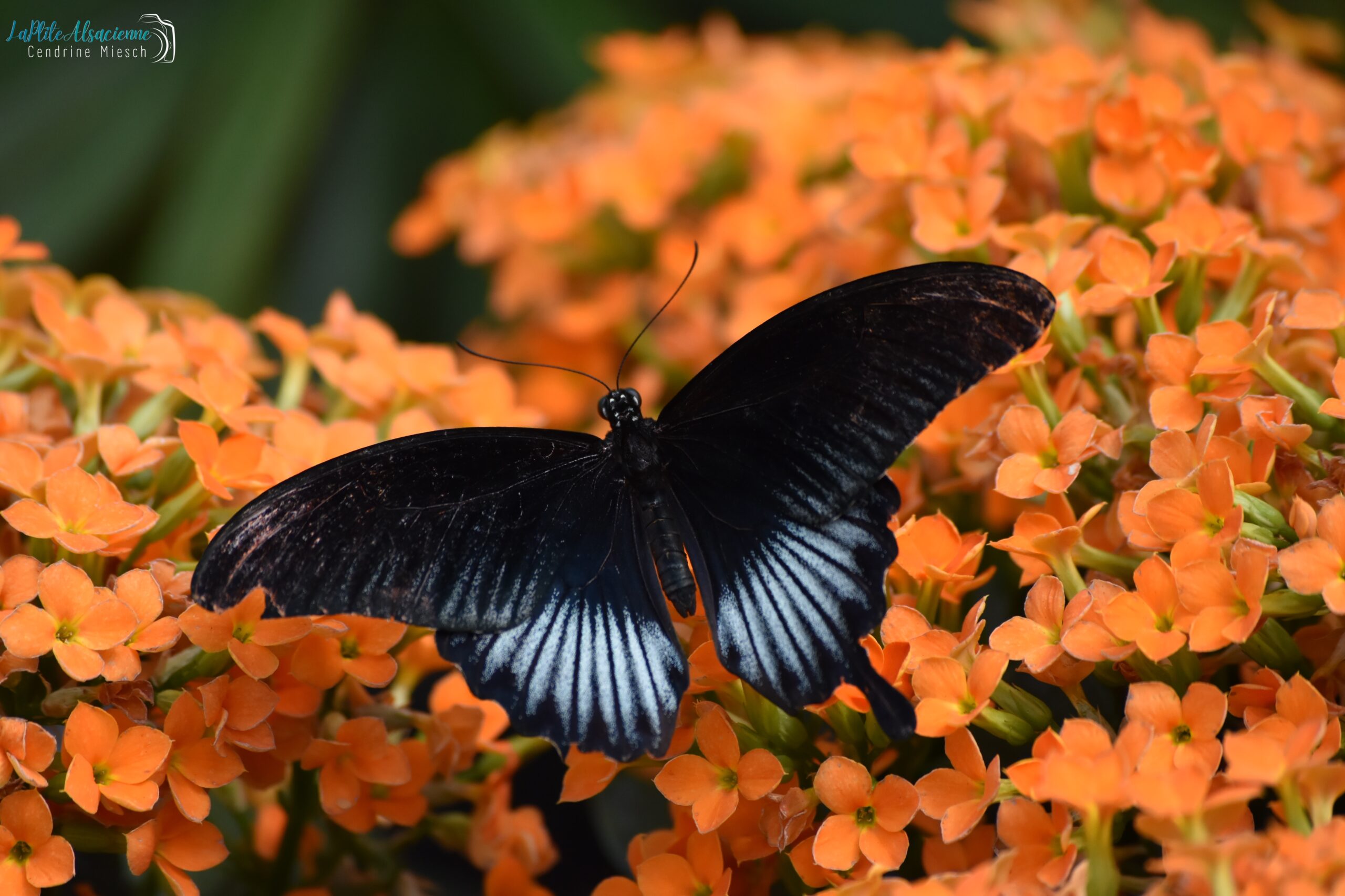 Papillon noir sur fleur orange. Jardin des Papillons à Hunawihr Papillon noir sur fleur orange. Jardin des Papillons à Hunawihr