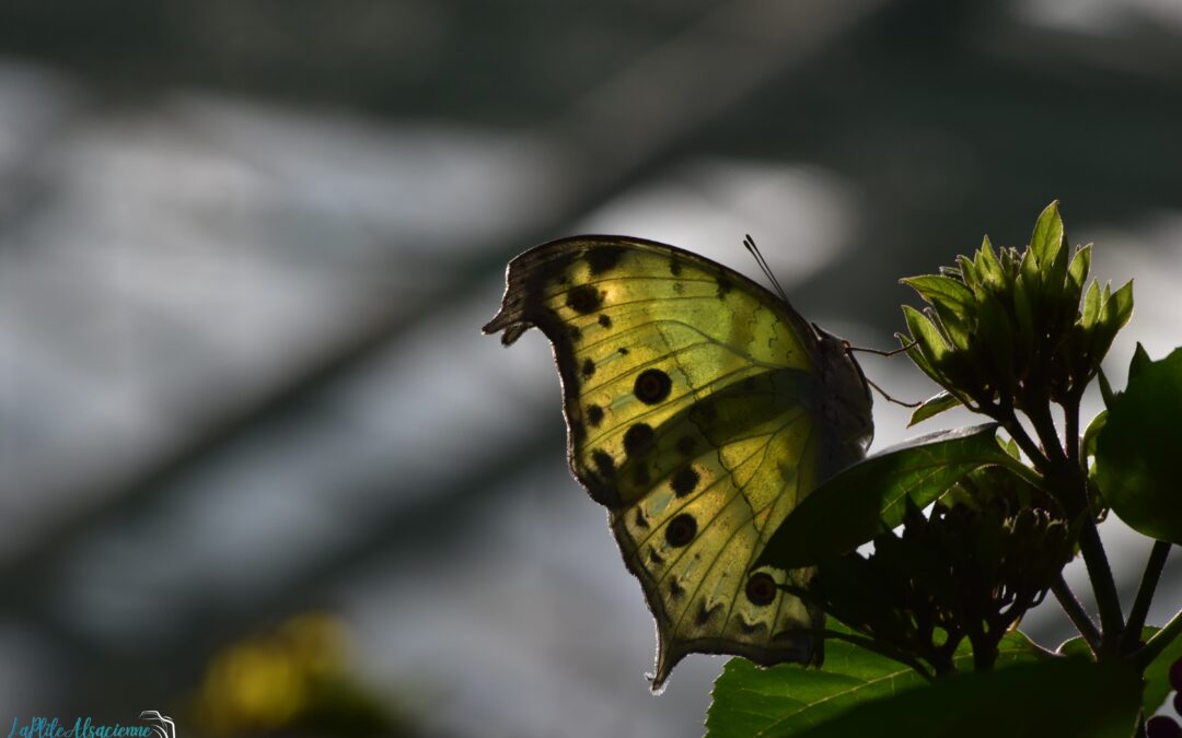Papillon jaune contre jour - Le jardin des papillons Hunawihr Alsace