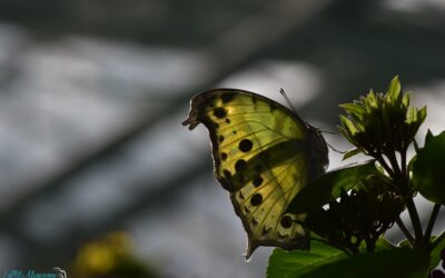 Le papillon : symbole de transformation et de lumière