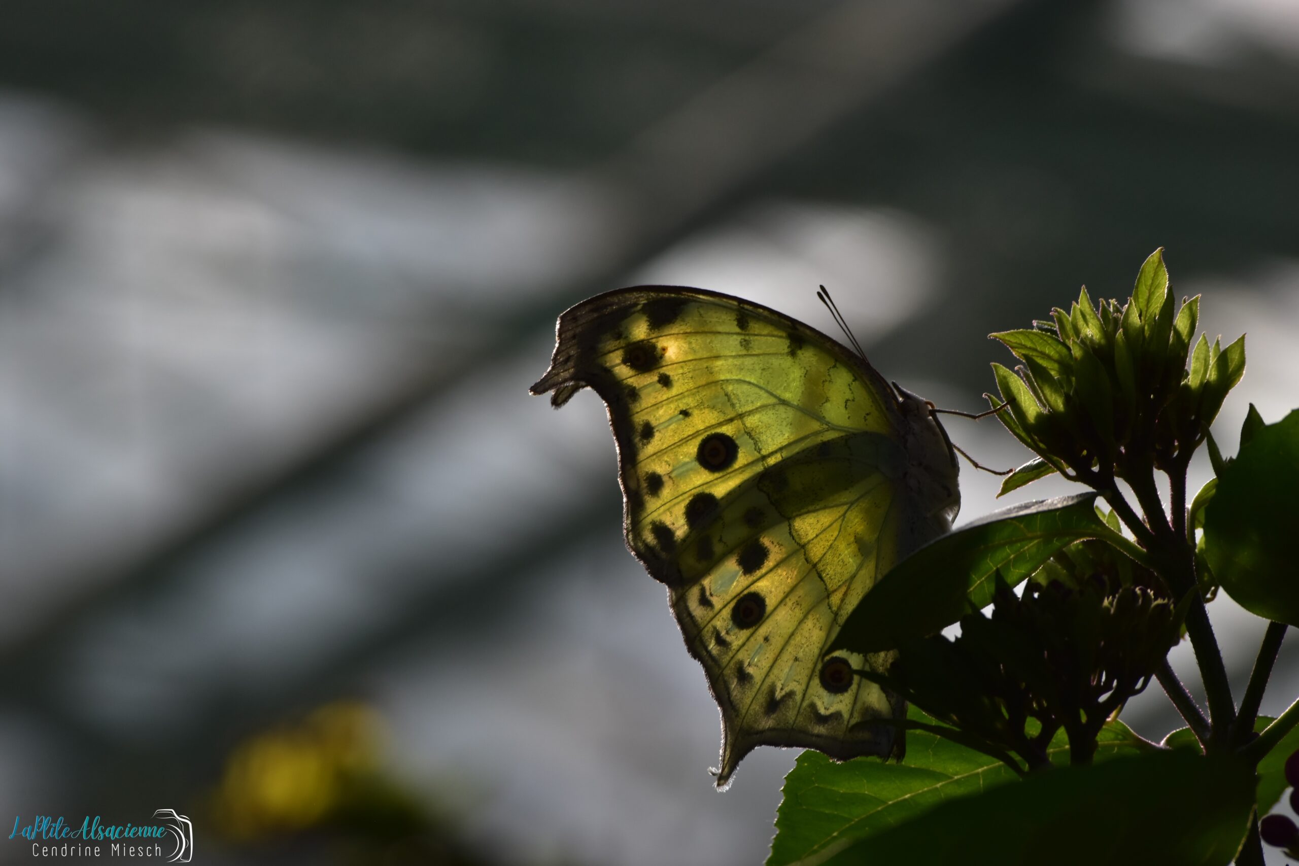 Papillon jaune contre jour - Le jardin des papillons Hunawihr Alsace