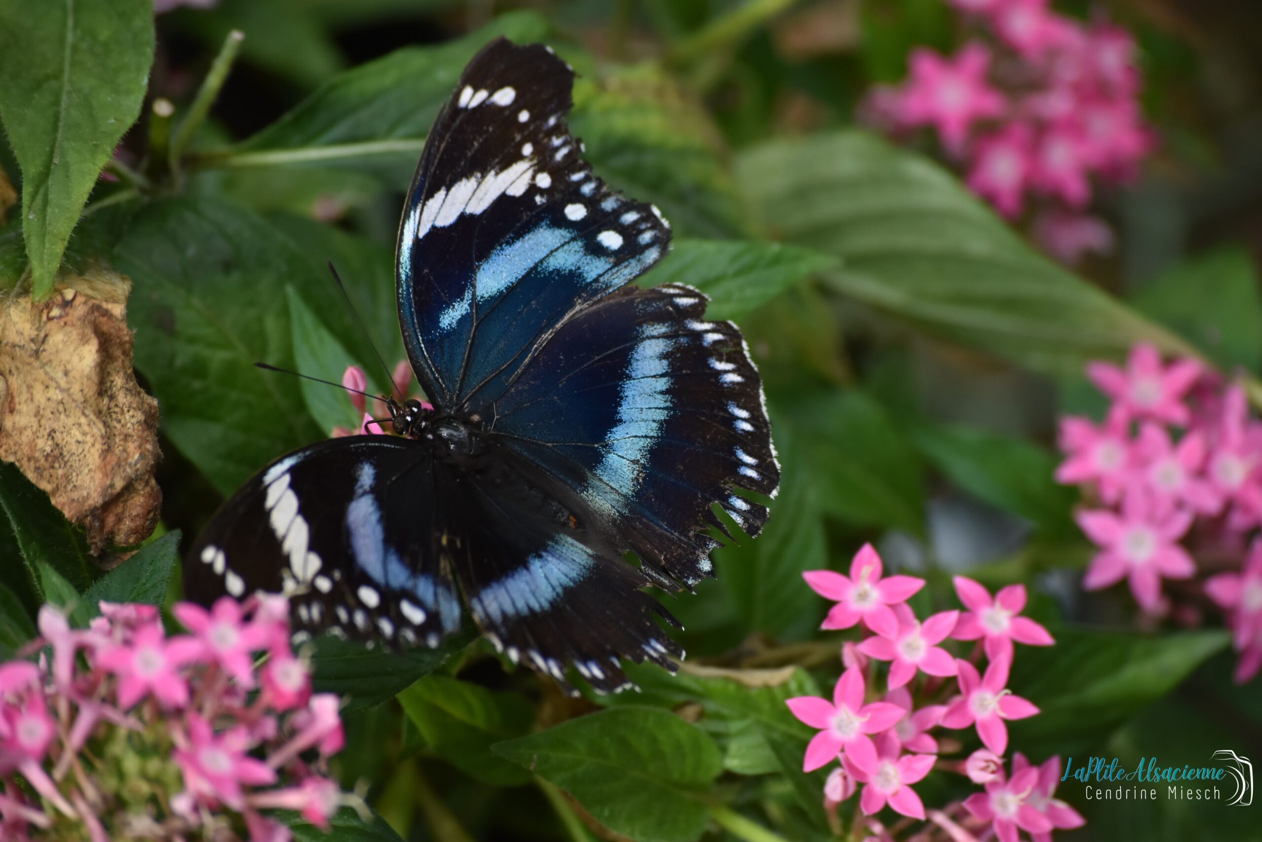 Papillon noir bleu blan Hunawihr Papillon noir bleu blan Hunawihr
