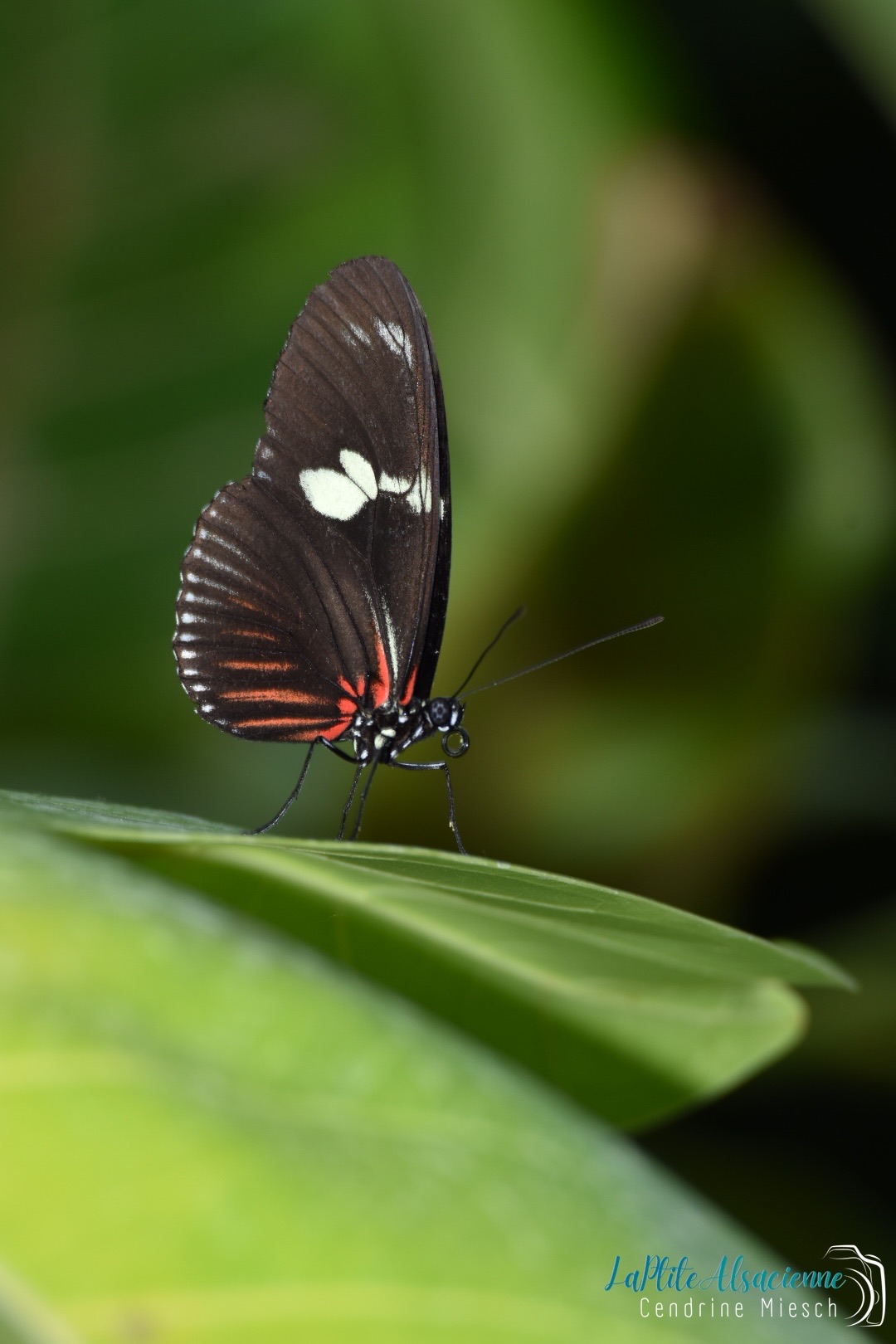 Papillon posé sur une feuille jardin des papillons Hunawihr Papillon posé sur une feuille jardin des papillons Hunawihr