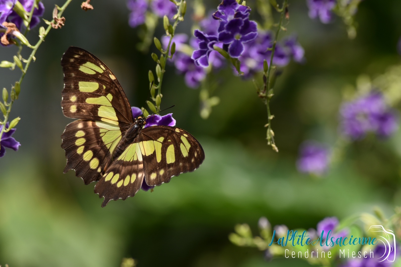 Papillon vert et brun sur fleurs violette pour butiner. Serre aux Papillons de Hunawihr Alsace Papillon vert et brun sur fleurs violette pour butiner. Serre aux Papillons de Hunawihr Alsace