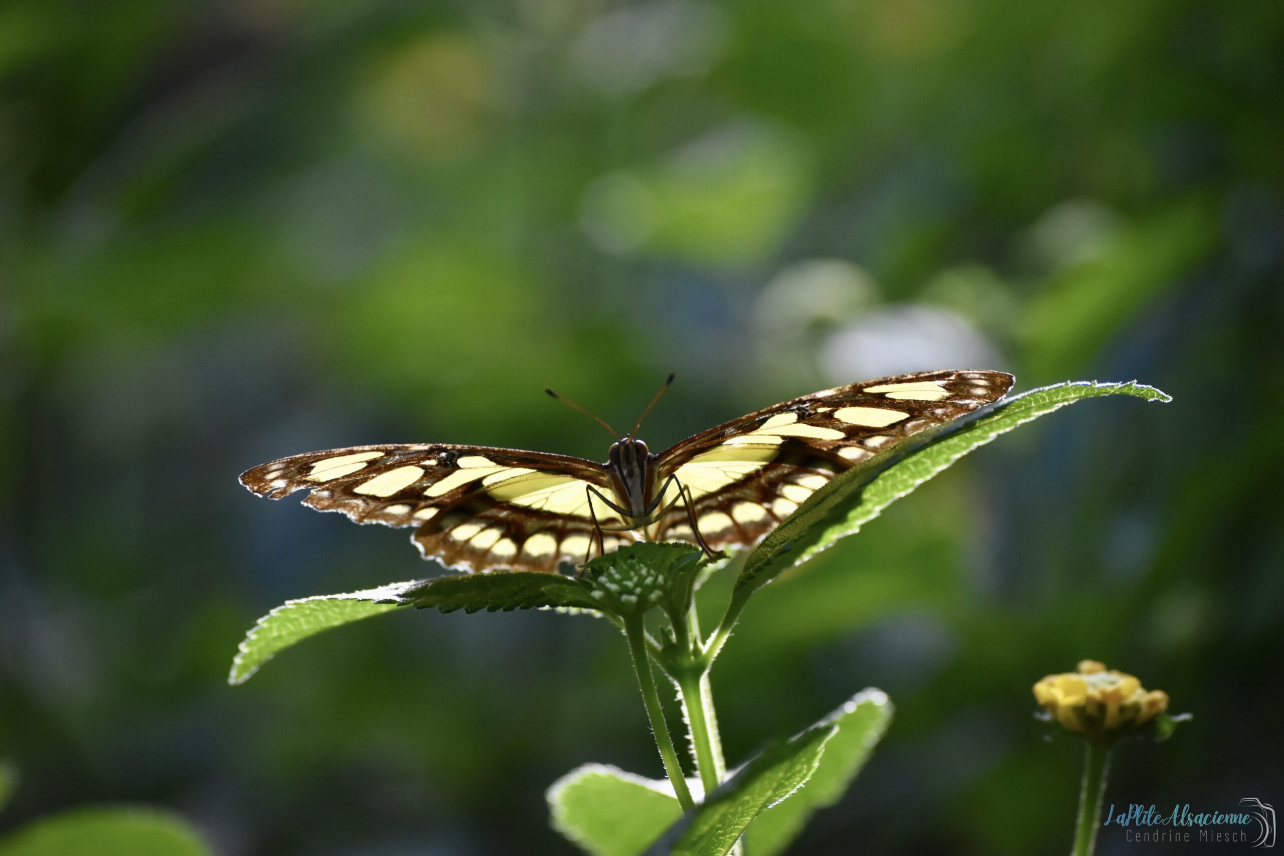 papillon brun jaune ailes ouvertes feuille verte papillon brun jaune ailes ouvertes feuille verte