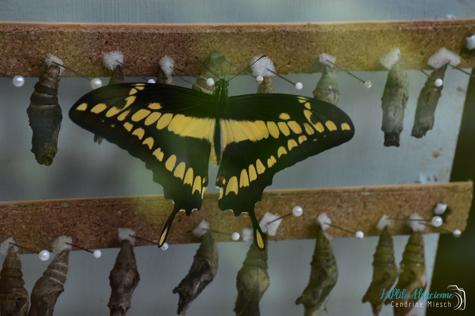 Papillon noir et jaune qui vient de sortir de sa Chrysalide. Jardin des Papillons à Hunawihr en Alsace Papillon noir et jaune qui vient de sortir de sa Chrysalide. Jardin des Papillons à Hunawihr en Alsace