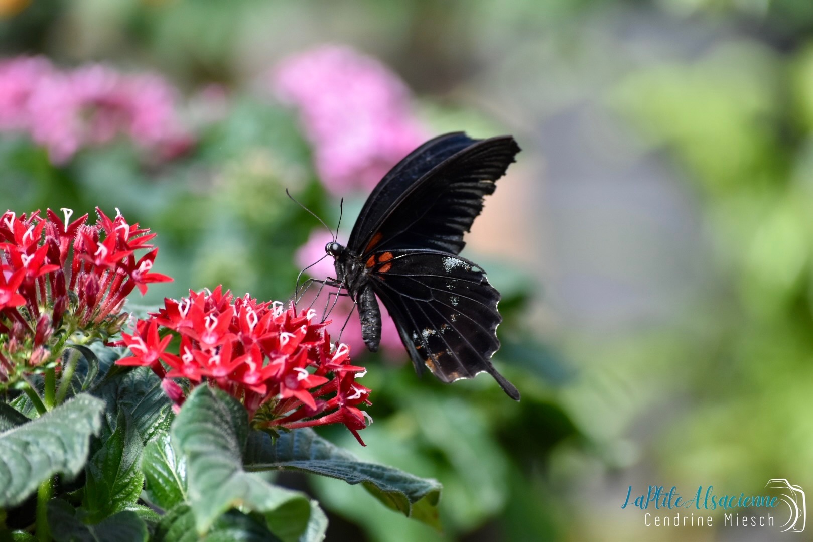 Papillon noir sur fleur rouge. Serre tropicale de Hunawihr Papillon noir sur fleur rouge. Serre tropicale de Hunawihr